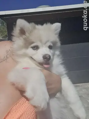 Pomsky Welpen auszugsbereit blaue Augen 6 7kilo kleinbleibend