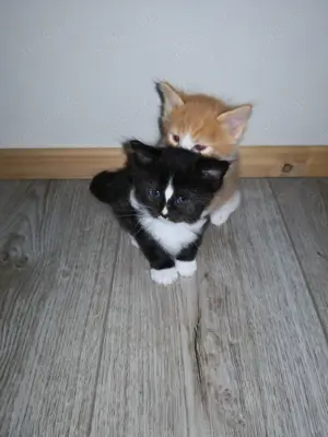 MainCoon Ragdollkitten