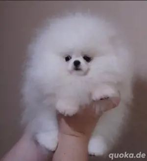 Pomeranian Zwerg Spitz 