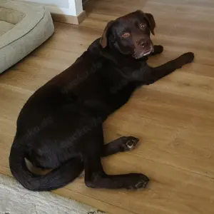 Liebevolle Hundebetreuung für lebhaften Labrador gesucht (30.7. 10.8.) in Pforzheim