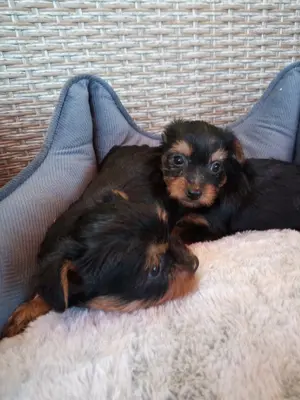 Yorkshire Terrier Welpen