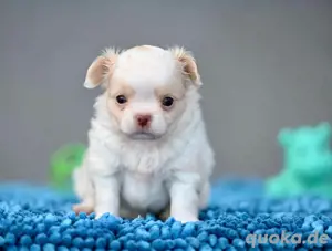 Chihuahua Welpe: Eisbärchen Knut mit Ahnentafel