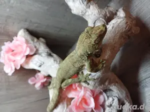 Mniarogekko chahoua Pin Island paar 