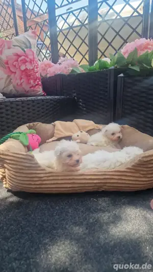 Maltipoo Edelmix 