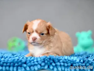 Chihuahua Welpe: Rudolph das Rotnäschen mit Ahnentafel