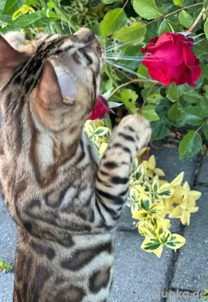 süße Bengalkatze sucht Zuhause