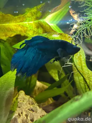 Kampffisch Betta 
