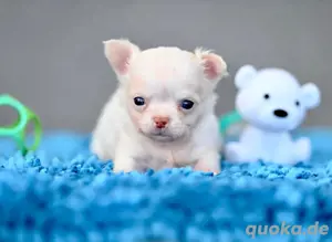 Chihuahua Welpe: Eisprinzessin Anna mit Ahnentafel sucht Für-Immer-Königreich 