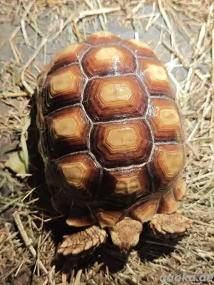 3 Spornschildkröten von 2023