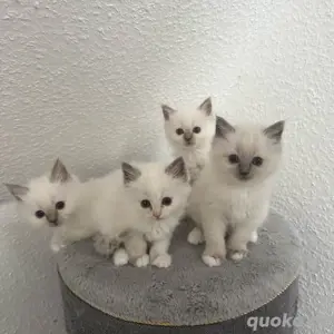 Heilige Birma Kitten