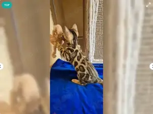 Liebevolle reinrassige Bengal Kitten abzugeben