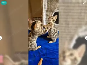 Liebevolle reinrassige Bengal Kitten abzugeben