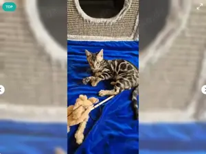 Liebevolle reinrassige Bengal Kitten abzugeben