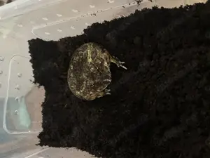 Schmuckhornfrosch sucht neues Zuhause 