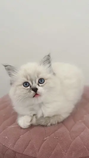Reinrassige Ragdoll Kitten