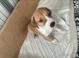 Swiss Dane Deutsche Dogge Schweizer Sennenhund Welpen