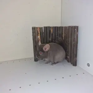 Chinchilla Nachwuchs aus Hobbyzucht