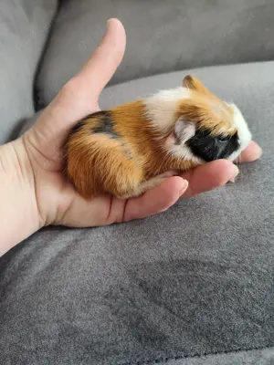 Meerschweinchenbabys
