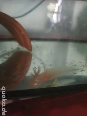 Axolotl jungtier 