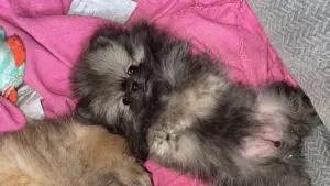 Pomeranian ab sofort abzugeben 