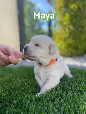 Labrador,Husky Golden Retriever Mix Welpen
