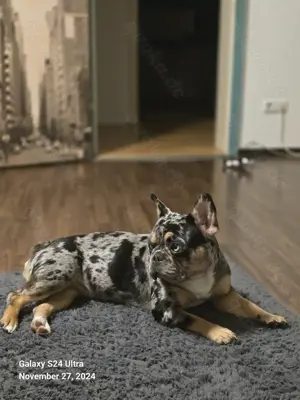 Suche einen männlichen französischen Bulldoggen zur Paarung