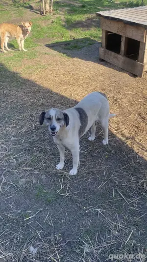 Ronja      