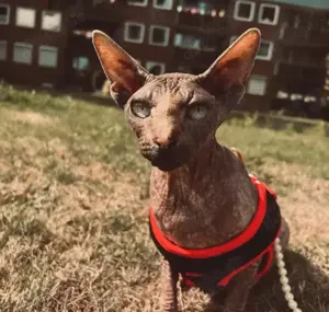 Sphynx Katze (Einzelgänger) in liebevolle Hände abzugeben