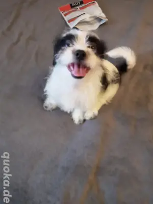 Bichon Havaneser