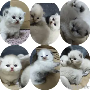 BKH-Ragdoll Kitten mit Zubehör 