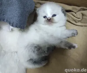 BKH-Ragdoll Kitten mit Zubehör  Bild 4