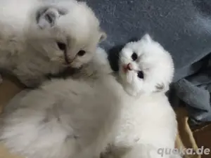 BKH-Ragdoll Kitten mit Zubehör  Bild 2