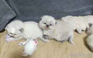 BKH-Ragdoll Kitten mit Zubehör  Bild 3