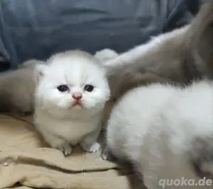 BKH-Ragdoll Kitten mit Zubehör  Bild 5
