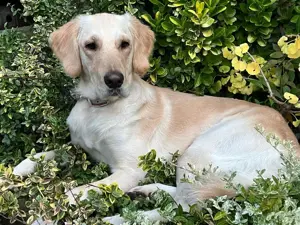 Bildschöne Golden Retriever Welpen