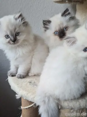 Perser Ragdoll Katerchen 