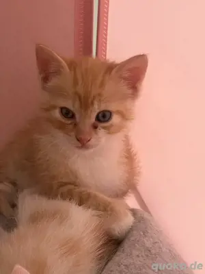babykatzen und kitten 