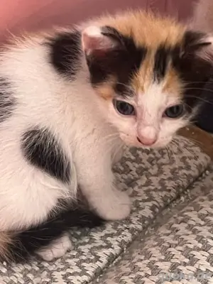 babykatzen und kitten  Bild 3