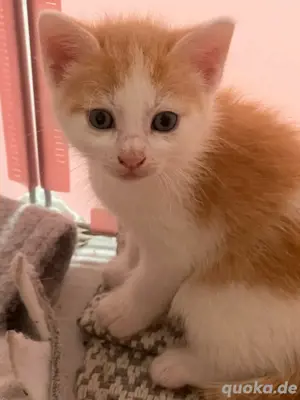 babykatzen und kitten  Bild 2
