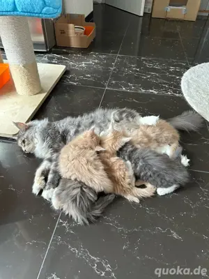XXL Maine Coon Kitten