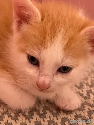 babykatzen und kitten  Bild 5