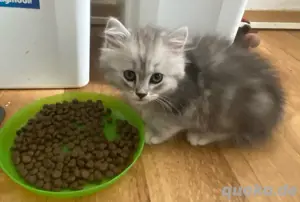 britische kitten