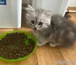 Britische kitten