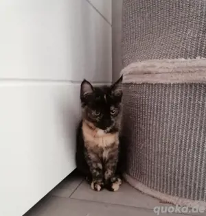 Maincoon Mix Kitten 