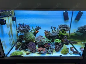 Tiere Meerwasser Aquarium Auflösung (optional auch Gesamtsystem)
