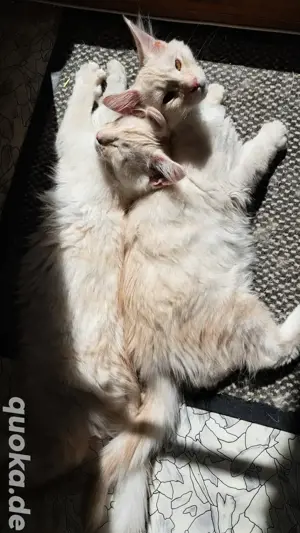 2 kleine Maine Coon Kitten ab sofort abgabebereit 
