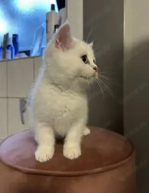 BKH sofort Abgabe bereit !!!Silver Shaded Point Lilac Cream Beige