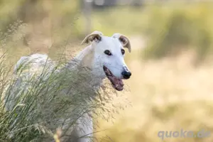 Gimeno Galgo im besten Alter mit Charme und Energie