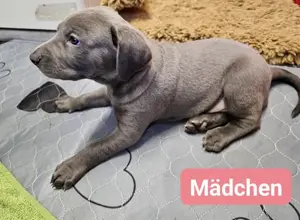 7 sehr süße Weimaraner Labrador Welpen