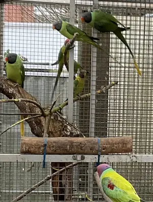 Schwarzkopfedelsittiche 